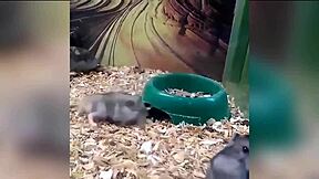 sexy man gives blowjob to big monster cock