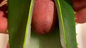 Homemade aloe vera vagina 02 solo play